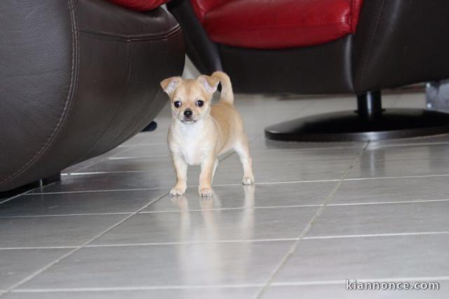 Magnifiques Chiot Chihuahua Pure Race LOF