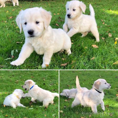 Superbe bb chiots golden retriever inscrits au lof âgés de 3 mois