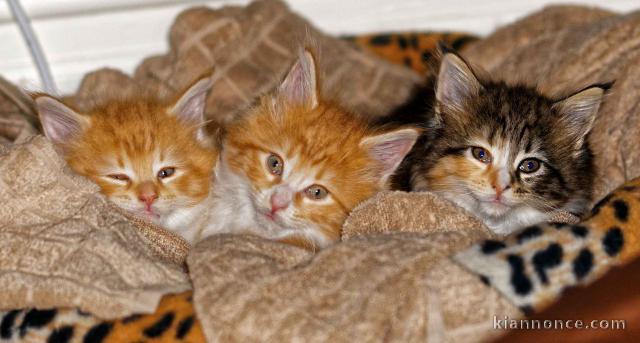 A donner chatons de race MAINE COON 