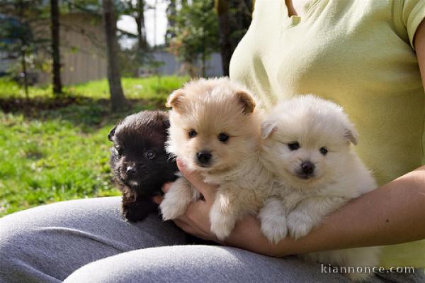 chiots Spitz Nain disponibles