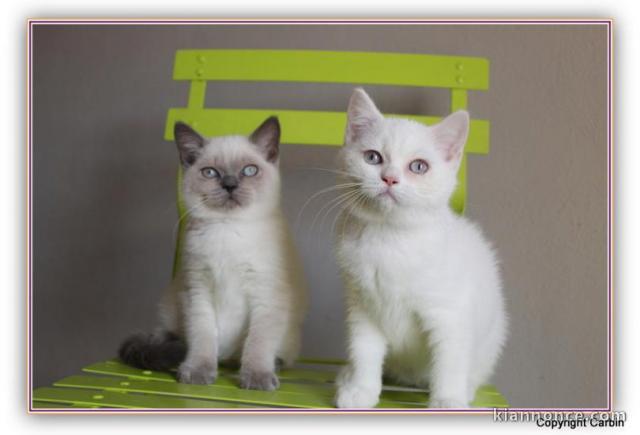 Sublime Chatons Bristish Shorthair à donner