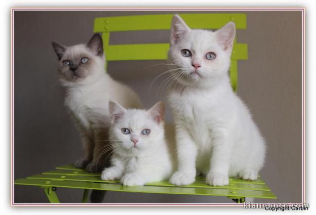 Sublime Chatons Bristish Shorthair à donner