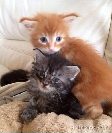 A donner chatons de race MAINE COON 