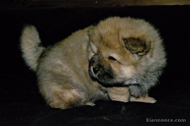  A donner Jolie bébé Chiot Chow-Chow Femelle