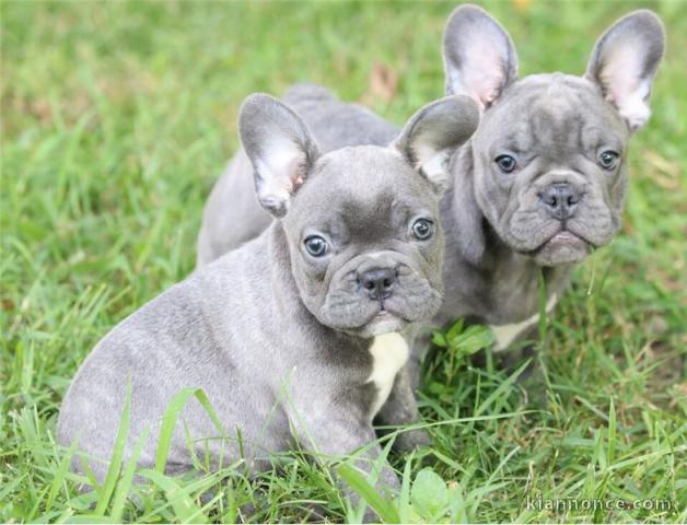 Magnifique chiots de race bouledogue français au yeux bleu