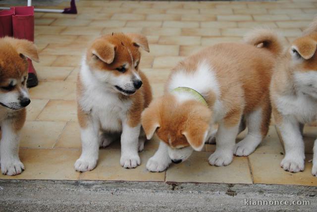 Magnifiques Chiots akita inu Disponibles