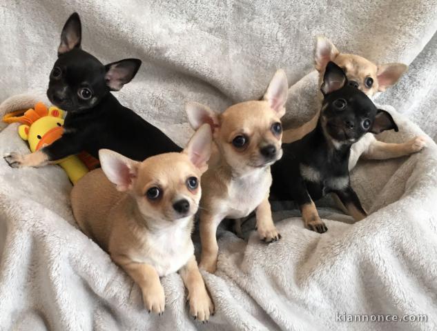 Adorable chiots chihuahua