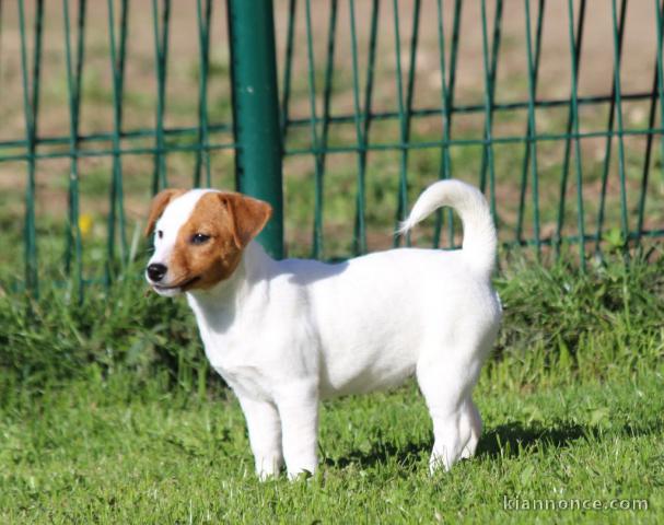 Donne Chiot femelle de type jack russell terrier