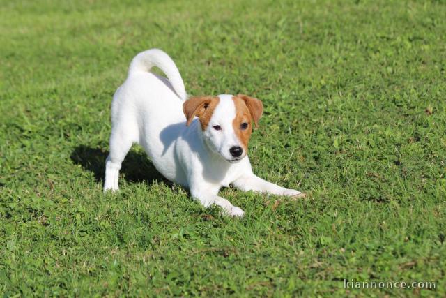 A donner très beau chiot Jack Russell Terrier