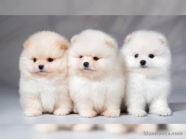 Chiots de Spitz Nain pour adoption 