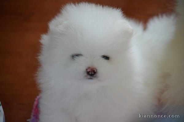 A donner Magnifiques Chiots Spitz Nain Pomeranien