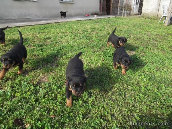 chiots rottweiler disponible