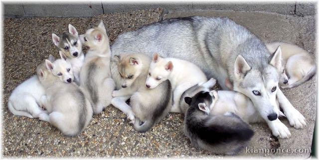 magnifique chiots husky a donne