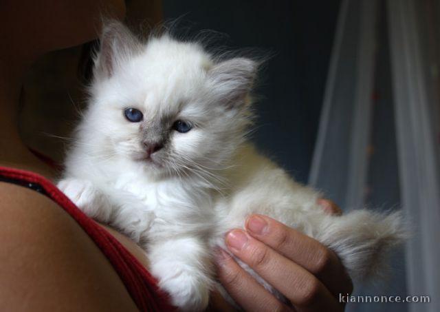 Chatons Sacrés de Birmanie