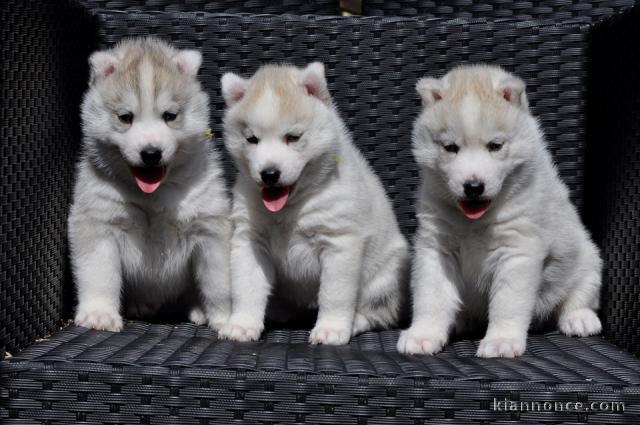 magnifique chiots husky a donne