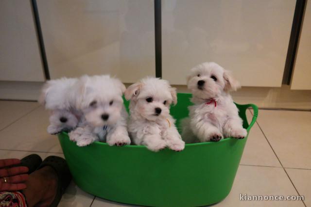 Propose adorables chiots Bichons Maltais