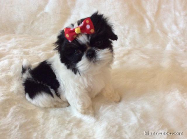 MAGNIFIQUES CHIOTS SHIH TZU