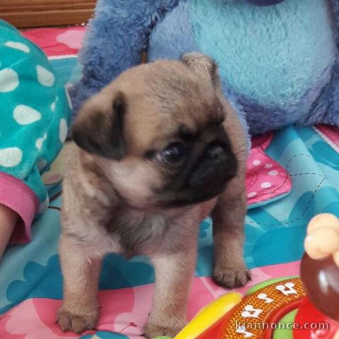 Adorable Chiots Carlin Disponible De Suite