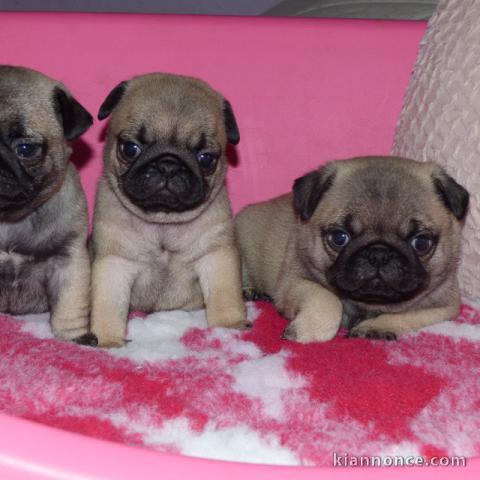 Adorable Chiots Carlin Disponible De Suite