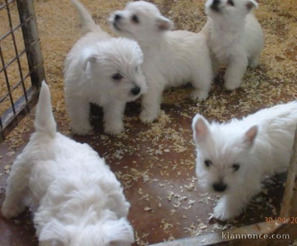 Chiots West Highland White Terrier a donner