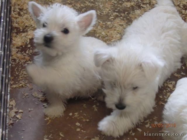 Chiots West Highland White Terrier a donner