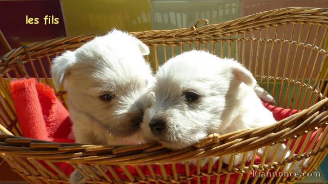 Chiots West Highland White Terrier a donner