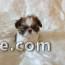 CHIOTS SHIH TZU DISPONIBLES !!