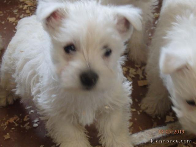 Chiots West Highland White Terrier a donner