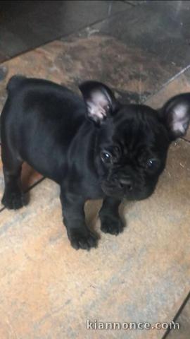  Jolis chiots bouledogue francais