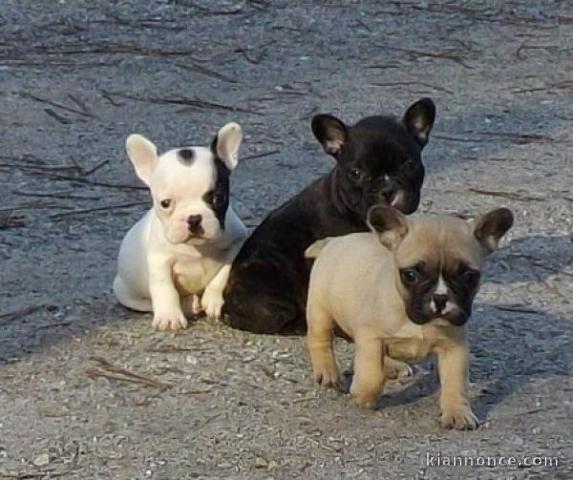 Superbes chiots bouledogue français 