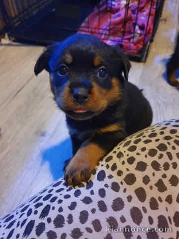 Chiots Rottweiler LOF disponible