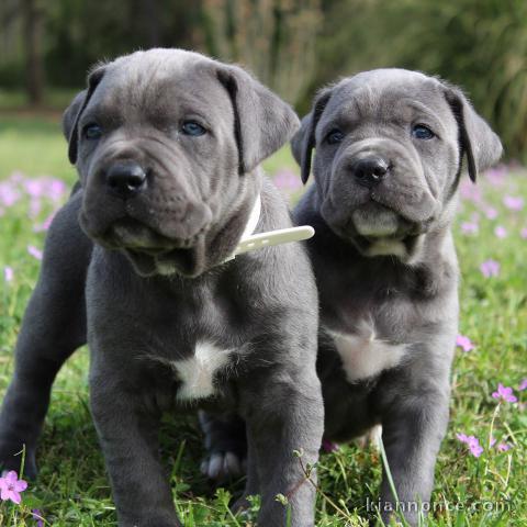 Disponible 7 CHIOTS CANE CORSO NÉS EN AOÛT