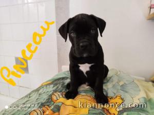 Disponible 7 CHIOTS CANE CORSO NÉS EN AOÛT