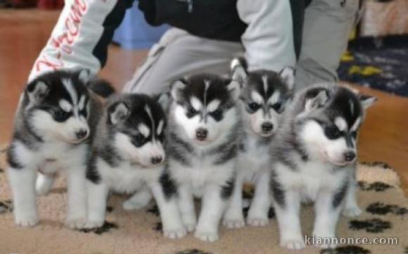 Magnifiques Chiots Husky Sibérien Lof