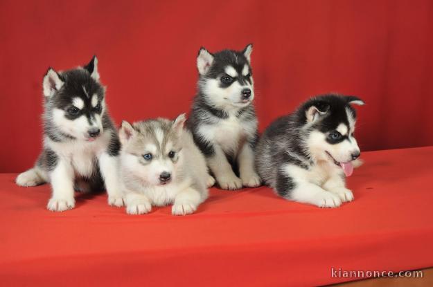 Magnifiques Chiots Husky Sibérien Lof