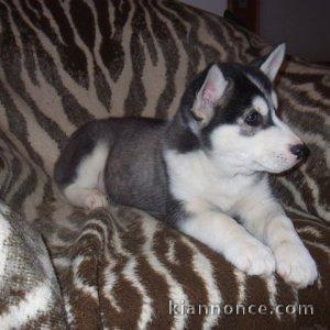 Magnifiques Chiots Husky Sibérien Lof