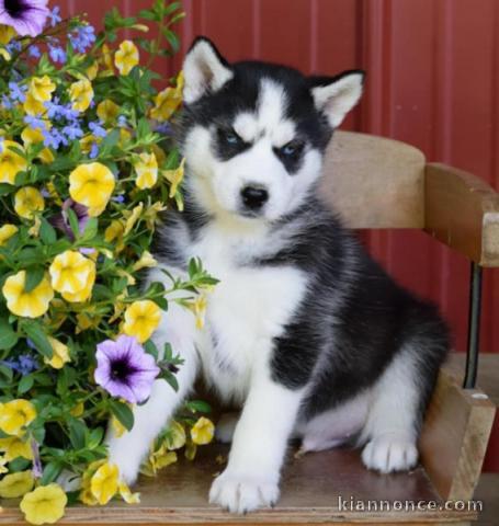 Magnifiques Chiots Husky Sibérien Lof