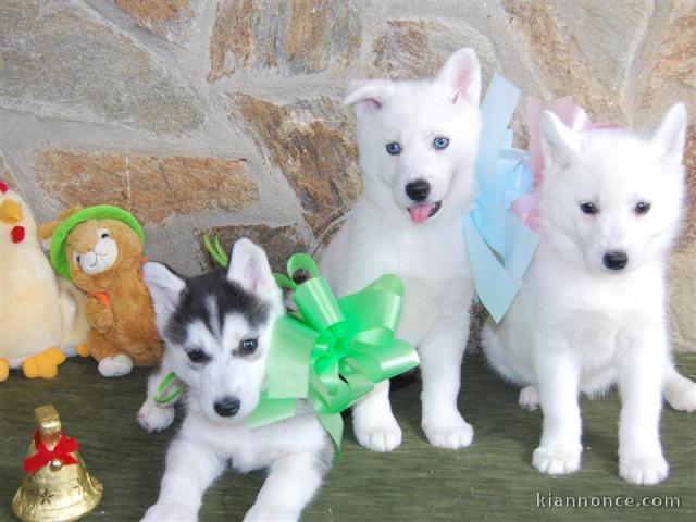 Magnifiques Chiots Husky Sibérien Lof