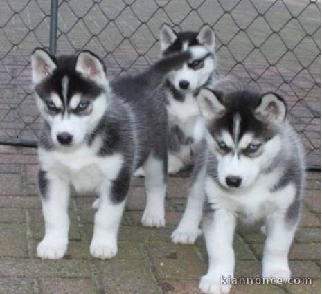 Magnifiques Chiots Husky Sibérien Lof