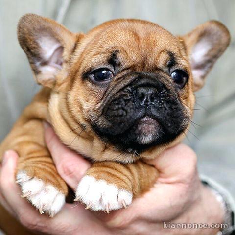 Magnifique chiots de race bouledogue français