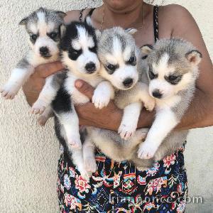 Disponibles «3 chiots husky sibérien