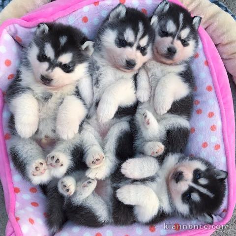 Disponibles «3 chiots husky sibérien