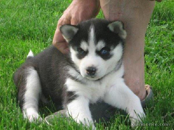 Disponibles «3 chiots husky sibérien