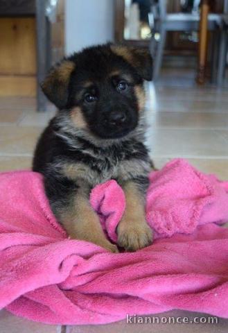 Chiots berger allemand lofs à réservé