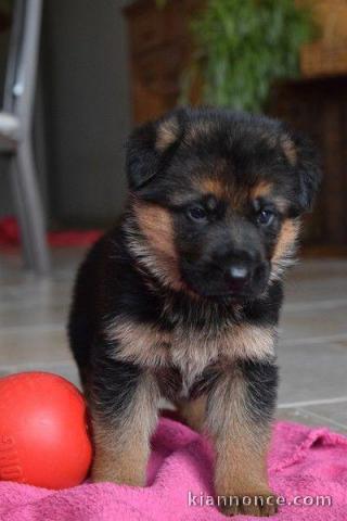 Chiots berger allemand lofs à réservé