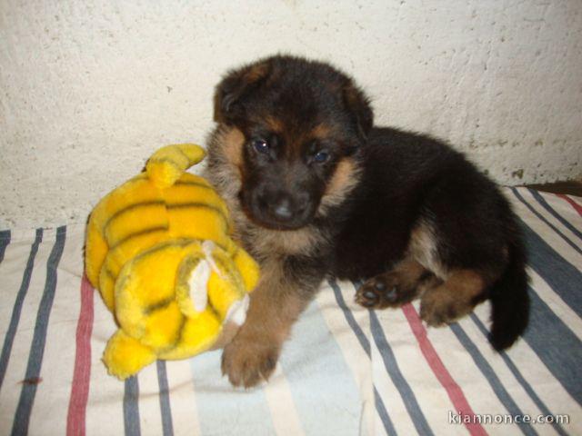 Chiots berger allemand lofs à réservé