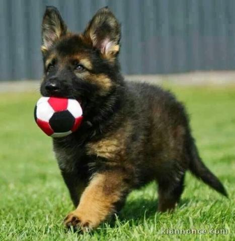 Chiots berger allemand lofs à réservé