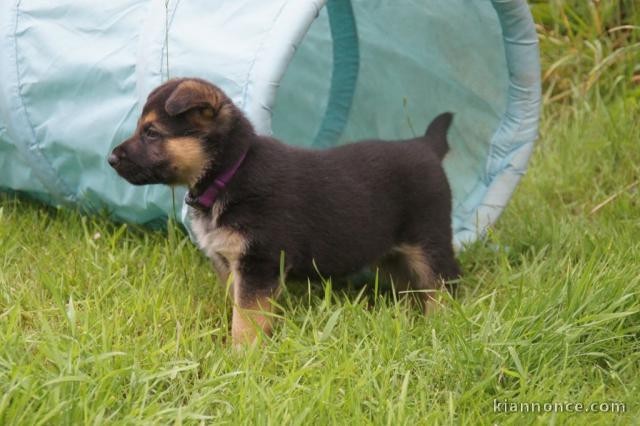 Chiots berger allemand lofs à réservé