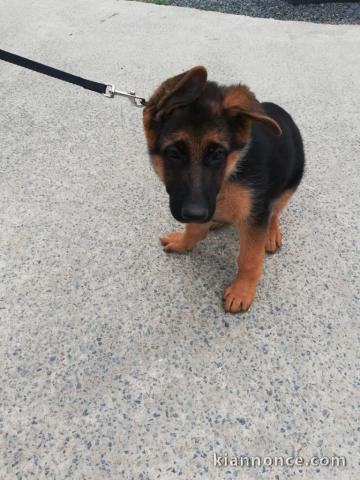 Chiots berger allemand lofs à réservé