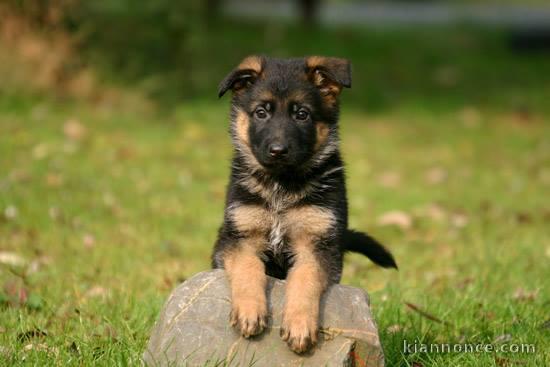 Chiots berger allemand lofs à réservé